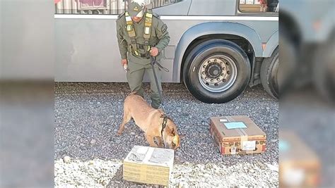 Boni el perro antinarcóticos que encontró marihuana en una encomienda