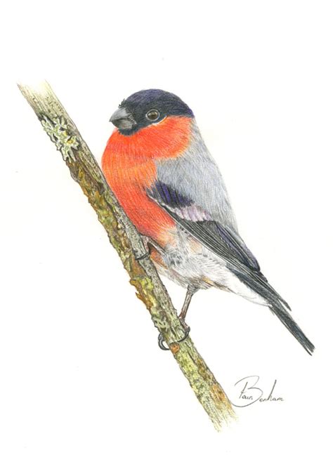 Bullfinch Art Print