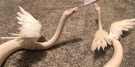 This Winged Snake Is More Adorable Than Frightening Cute Snake Pet