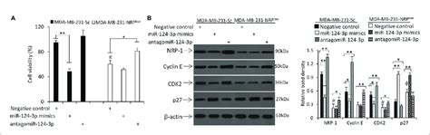 MiR 124 3p Inhibits Cell Proliferation By Downregulating NRP 1