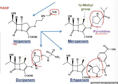 Beta Lactam Antibiotics Carbapenems Flashcards Quizlet