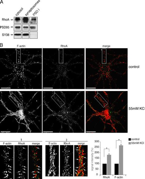 Rhoa And F Actin Behave Similarly Upon Mm Kcl Treatment A Rhoa Is