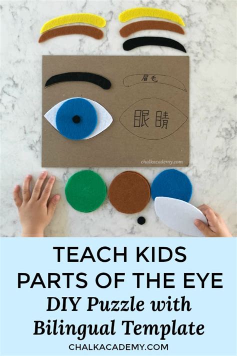 How To Make A Felt Eye Puzzle Human Anatomy Activity For Kids