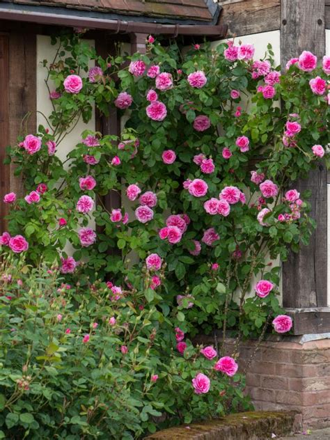 10 Beautiful Easy To Grow Climbing Roses For Your Garden Rose Garden