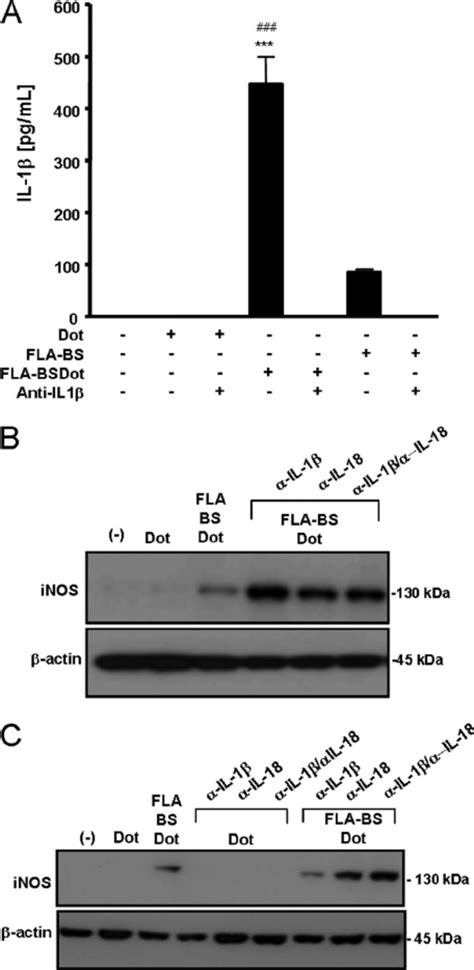 Myd Is Not Required For Cytosolic Flagellin Induced Macrophage