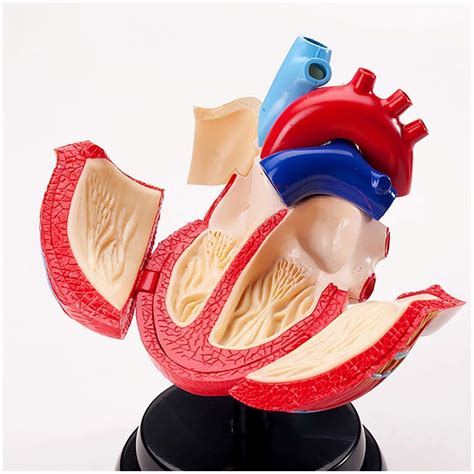 Buy Educational Model Medical Anatomical Human Heart Model Life Size