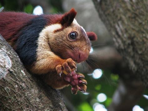 Meet the Malabar giant squirrel, the squirrel so colorful people can’t ...