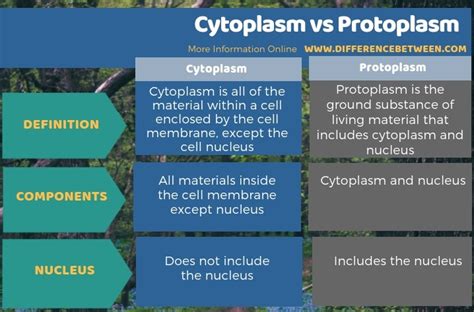 Difference Between Cytoplasm And Protoplasm Compare The Difference Between Similar Terms