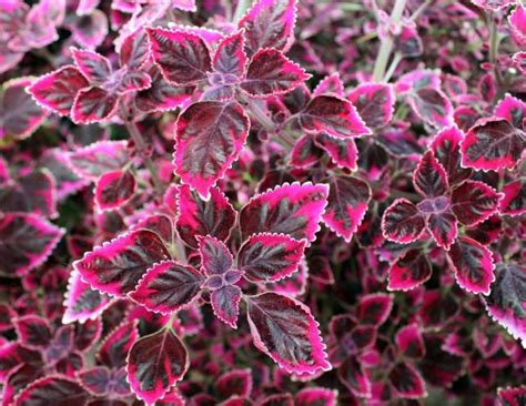 coleus garden flowers.jpg Hi-Res 720p HD