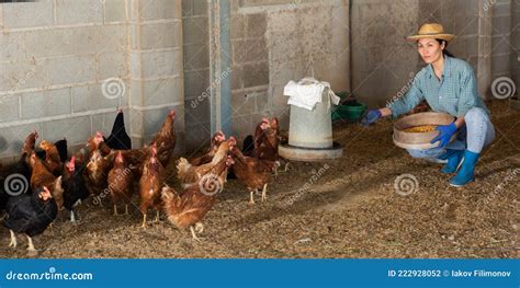 Kazakh Alimenta Galinhas Poedeiras Foto De Stock Imagem De