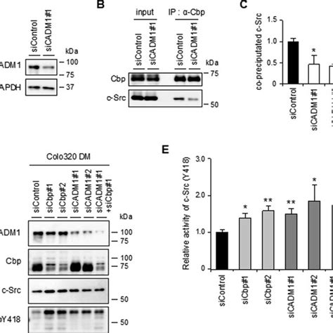 Expression Of Cadm And Cbp Suppressed C Src Activation Wound Healing