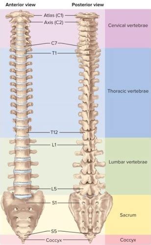 The Vertebral Column And Thoracic Cage Flashcards Quizlet