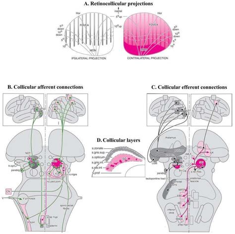 Afferences And Efferences Of The Superior Colliculus A Collicular