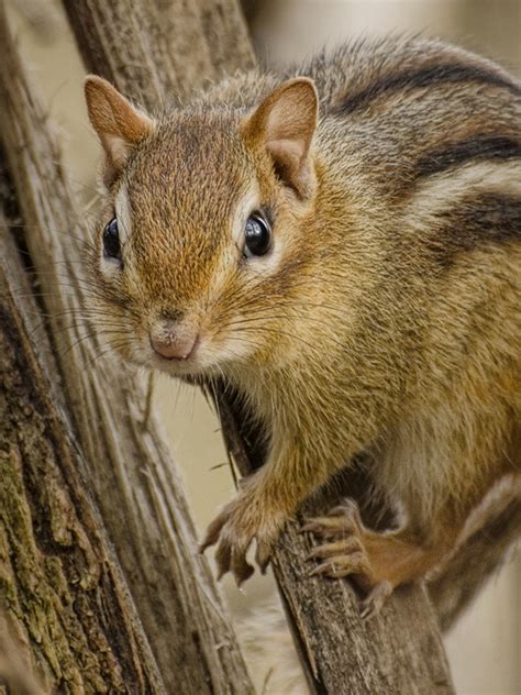 Baby Eastern Chipmunk