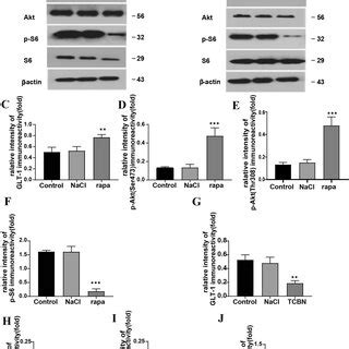 Rapamycin Increased Glt P Akt Expressions While Akt Specific