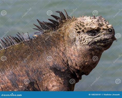 Portrait Of The Bizarre Marine Iguana Amblyrhynchus Cristatus Hassi