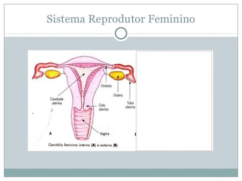 Sistema Reprodutor Feminino