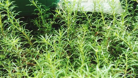 Rosemary Is Best Propagated With Cuttings From Healthy Shoots In Late ...