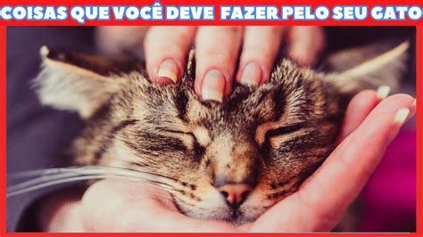 18 Coisas Que Você Deve Fazer Pelo Seu Gato Mais Frequência OS