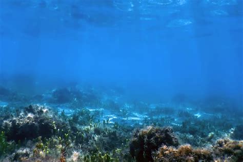 Paisaje Submarino De Arrecife Con Algas Azul Bajo El Agua Foto Premium