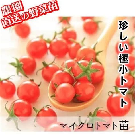 【極小トマト苗 販売】マイクロトマト自根苗 レッド＆イエロートパーズ 赤毛農園の直売所