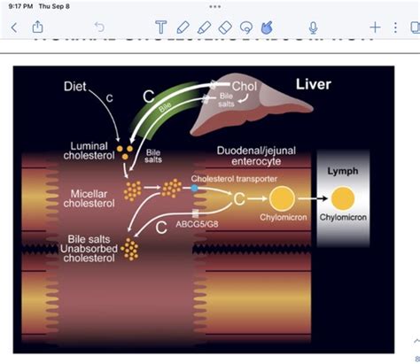 Lipid Lowering Drugs Flashcards Quizlet