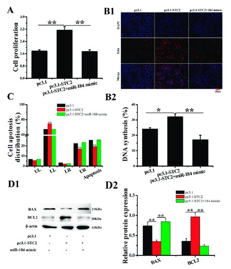 Overexpression Of STC2 Inhibited The EECs Apoptosis In Vitro A