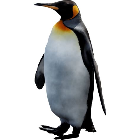 King penguin Desktop Wallpaper Club Penguin - png download - 2829*2829 ...