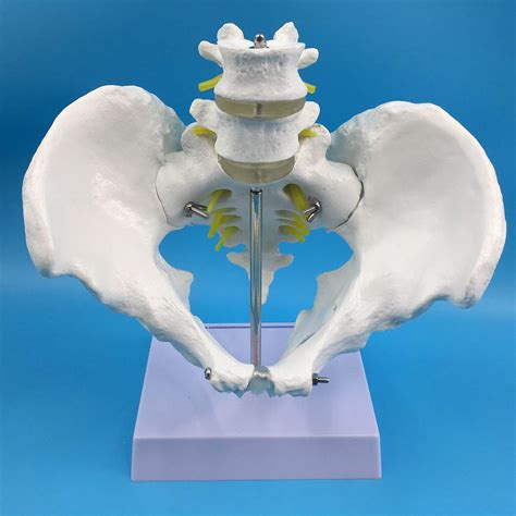 Buy Male Pelvic Skeleton Lumbar Vertebra Model Anatomical Study Human