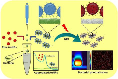 Schematic Representation Of Specific Bacterial Recognition Through