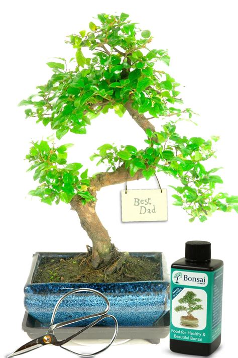 Fruiting Beginners Bonsai Starter Kit - Best Dad for complete beginners