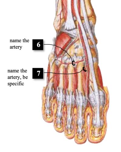 Lower Limb Foot Arteries Nerves Dermatomes Flashcards Quizlet Hot Sex