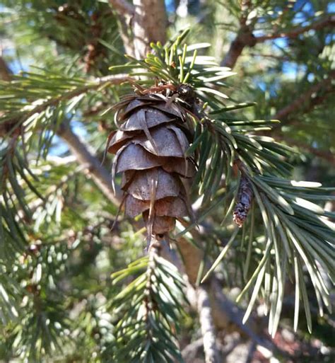 Guide To Picking A Shade Tree Evergreen Trees Grimm S Gardens