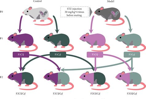 Figure 1 From Transgenerational Obesity And Alteration Of Arhgef11 In