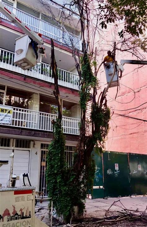 Alcaldía Cuauhtémoc on Twitter Cuando un árbol está a punto de caer