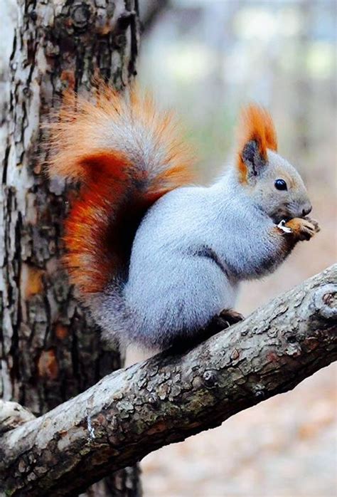 Beautiful Red And Grey Squirrel Squirrel Baby Animals Animals