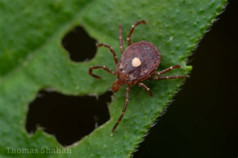 Garrapata Estrella Solitaria Amblyomma Americanum