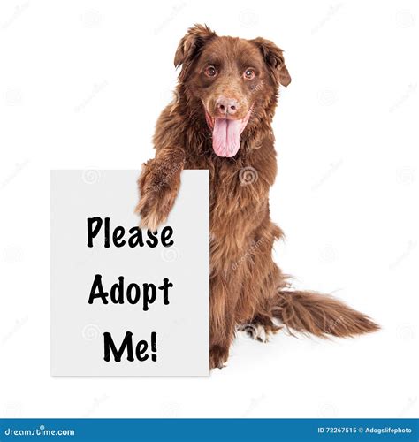 Большое удерживание собаки принимает меня знак Стоковое Изображение ...