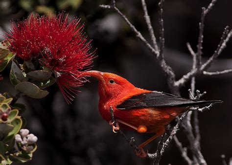 Delwynunderground Creature Of The Month Hawaiian Honeycreeper