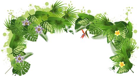 Rainforest Png Images Wallpapers