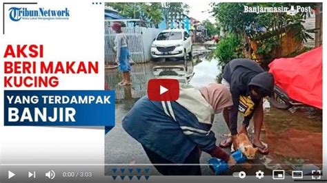 VIDEO Aksi Beri Makan Kucing Terdampak Banjir Para Relawan Susuri