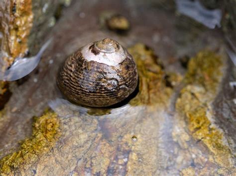 Scars on snails provide a 100,000-year record of crab populations ...