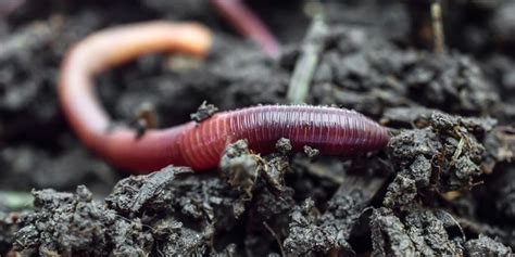 Ancient Fossils Shed New Light on Evolution of Sea Worm | Lab Manager