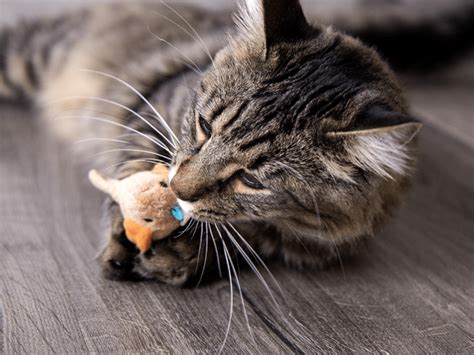 SmartyKat Chickadee Chirp Sound Cat Toy: $5, Kitten & Senior Cat-Loved