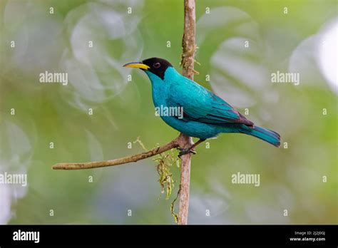 green honeycreeper costa rica  res stock photography  images alamy