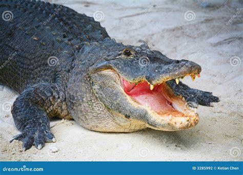 Crocodile Everglade Miami Fl Stock Photography Image 3285992