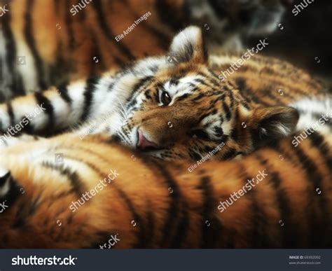 Group Of Tigers: Over 9,716 Royalty-Free Licensable Stock Photos ...