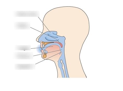 Chapter 8: Organs of taste Diagram | Quizlet