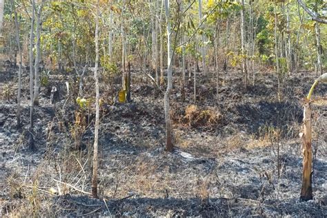 BPBD Garut Kebakaran Hutan Di Dua Gunung Padam ANTARA News