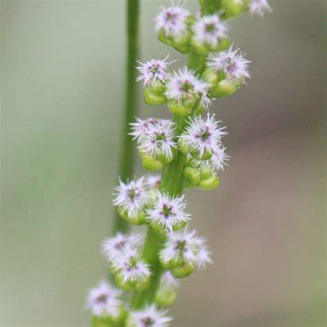 Triglochin Maritima Seaside Arrowgrass Satinflower Nurseries